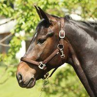 41012002-licol-pour-cheval-horseguard-lea-brown