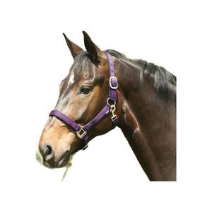 product/h/o/horseguard_41012010_purple_1.jpg