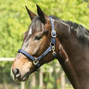 41012014-licol-pour-cheval-horseguard-lea-navy
