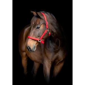 product/h/o/horseguard_502650204_red_2.jpg