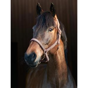 product/h/o/horseguard_504383002_brown_3.jpg