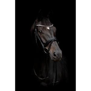 product/h/o/horseguard_505200201_sort_3.jpg