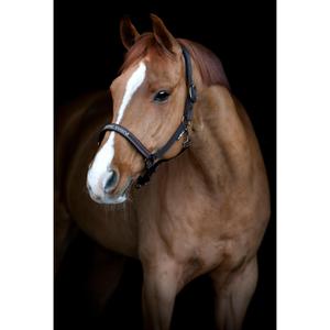product/h/o/horseguard_505310268_after-dark_2.jpg