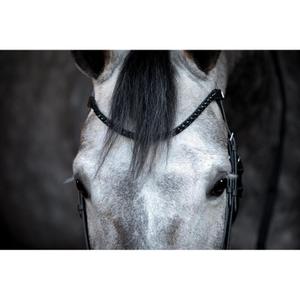 product/h/o/horseguard_505482001_black_2.jpg