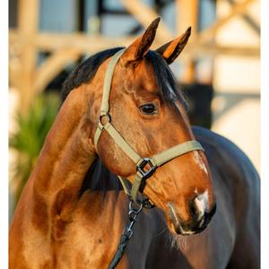 product/h/o/horseware_dhrx01-ggg0-co_bramble_1.jpg