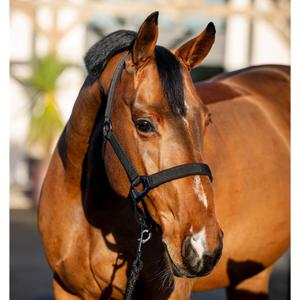 dhrx01-k000-co-ensemble-licol-et-longe-pour-cheval-horseware-amigo-black