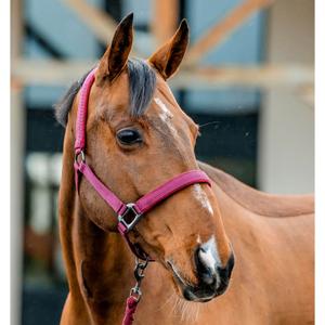 dhrx01-rrr0-co-ensemble-licol-et-longe-pour-cheval-horseware-amigo-mulberry
