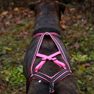 product/i/-/i-dog_i05p4xs_rose_2.jpg
