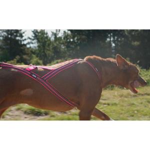 product/i/-/i-dog_i05p4xs_rose_3.jpg