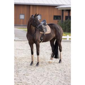 product/i/m/imperial-riding_zt73322001-8043_2.jpg