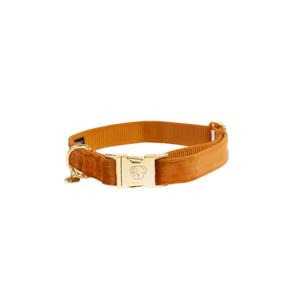 42538-45-collier-pour-chien-kentucky-velvet-orange