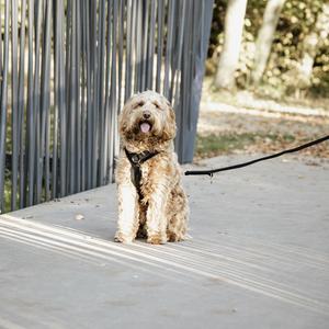 42640-01-harnais-pour-chien-actif-kentucky-velvet-noir