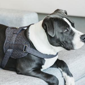 product/k/e/kentucky_42638-08-s_gris_4.jpg