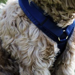 product/k/e/kentucky_42640-03-l_bleu-marine_2.jpg