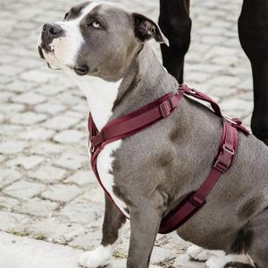 product/k/e/kentucky_42640-17-l_rouge-bordeaux_2.jpg
