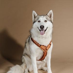 product/k/e/kentucky_42640-45-l_orange_2.jpg