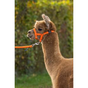 product/k/e/kerbl_27190_orange_3.jpg