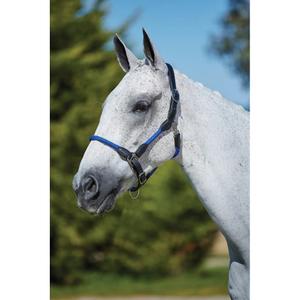 807432-licol-pour-cheval-en-cuir-kincade-bleu