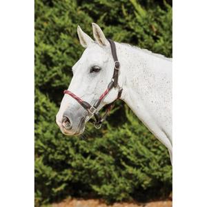 816236-licol-pour-cheval-en-cuir-kincade-burgundy