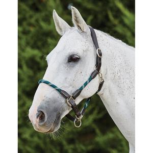 816240-licol-pour-cheval-en-cuir-kincade-hunter-green-brown