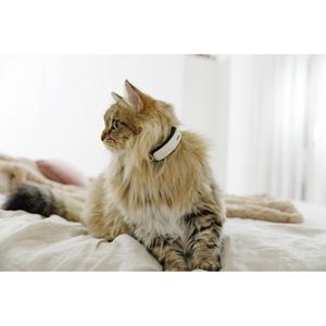product/k/i/kippy_cy0535_3.jpg
