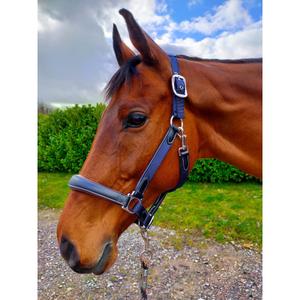 lwhnbf-licol-pour-cheval-en-cuir-km-elite-luxury-version-navy-black