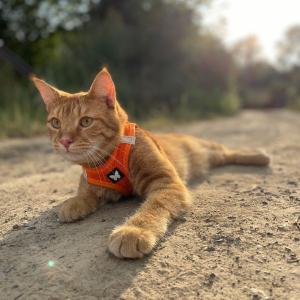 product/m/a/martin-sellier_3008558_orange_3.jpg