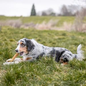 product/n/o/nobby-pet_67983_3.jpg