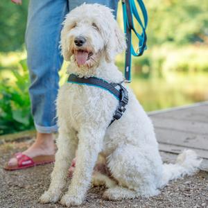 product/n/o/nobby-pet_80551-34_2.jpg
