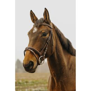 301910018-bridon-equitation-norton-club-strass-v-havane