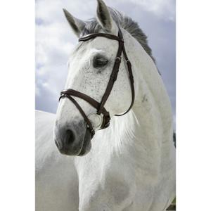 301829218-bridons-equitation-combinee-norton-pro-havane