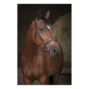 301832218-bridons-equitation-norton-pro-vague-havane