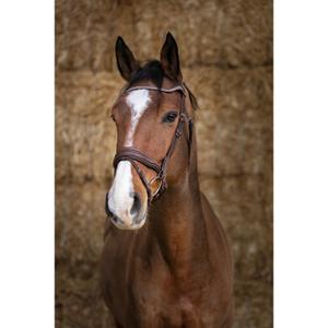 301872-bridons-equitation-norton-pro-miss-havane