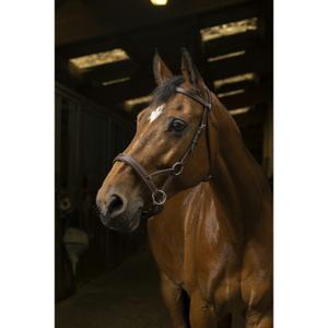 301889218-bridons-equitation-norton-pro-confort-havane-pur-sang
