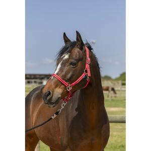 510245103-licol-pour-cheval-norton-grooming-rouge