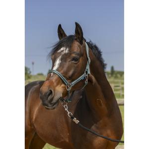 510245109-licol-pour-cheval-norton-grooming-vert-fonce