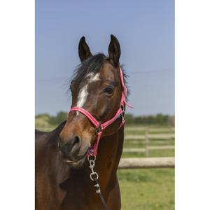 510245016-licol-pour-cheval-norton-grooming-vieux-rose