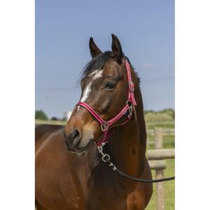 510245033-licol-pour-cheval-norton-grooming-bordeaux