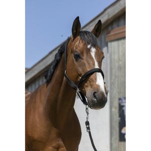 510248202-licol-pour-cheval-satine-norton-noir
