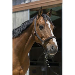 510248204-licol-pour-cheval-satine-norton-chocolat