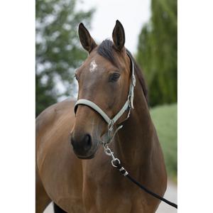 510248218-licol-pour-cheval-satine-norton-olive