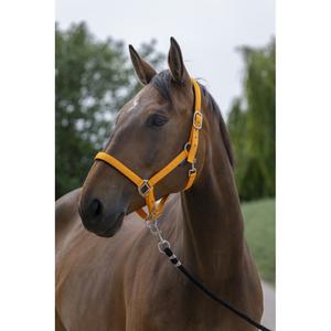 510248222-licol-pour-cheval-satine-norton-orange