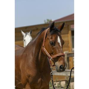 510248025-licol-pour-cheval-satine-norton-corail-noir