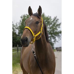 510248226-licol-pour-cheval-satine-norton-miel