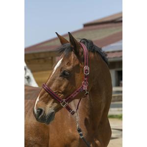 510248039-licol-pour-cheval-satine-norton-bordeaux-noir