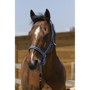 510248042-licol-pour-cheval-satine-norton-bleu-ciel-noir