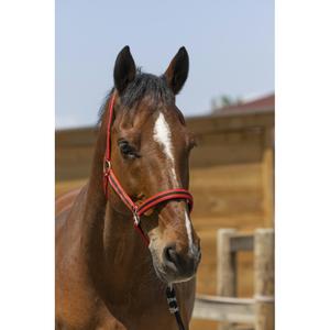 510248256-licol-pour-cheval-satine-norton-rouge-noir