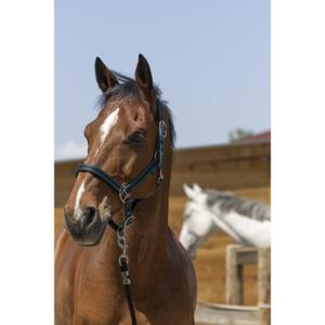 510248292-licol-pour-cheval-satine-norton-vert-fonce-noir