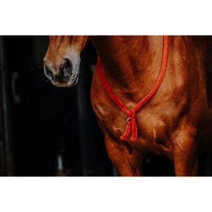 product/n/o/norton_520990003_rouge_3.jpg