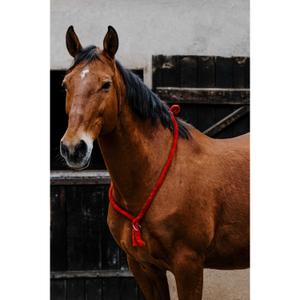 product/n/o/norton_520990003_rouge_4.jpg